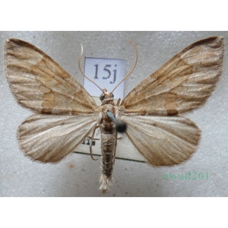 Thera obeliscata (Hübner, 1787) Paśnik sosnowiec Czech15j